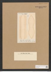 Surirella superba Grev. (de-Toni-Nr.: Genus 53, Species 2228) Zeichnungen Sammlung Grunow Nr. 4645 (NHMW-BOT-W0372704)